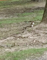 Sciurus carolinensis