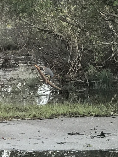 Green Heron photographed in Alabama