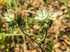 Phacelia imbricata imbricata
