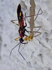 Graptocleptes