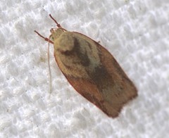 Euchaetis iozona