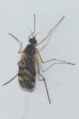 Sylvicola undulatus