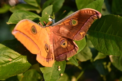Antheraea