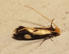Isocorypha mediostriatella