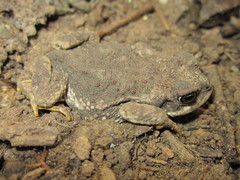 Rhinella arunco