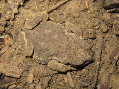 Rhinella arunco