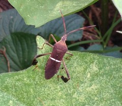Leptoglossus phyllopus