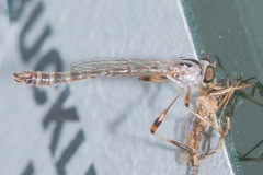 Leptogaster virgata