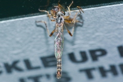 Leptogaster virgata