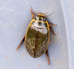 Dytiscus marginicollis