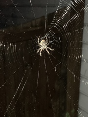 Neoscona crucifera