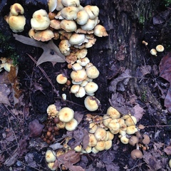 Hypholoma fasciculare