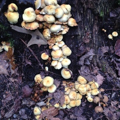 Hypholoma fasciculare