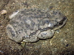 Rhinella arunco