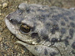 Rhinella arunco