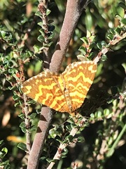 Chrysolarentia chrysocyma