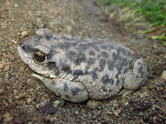 Rhinella arunco