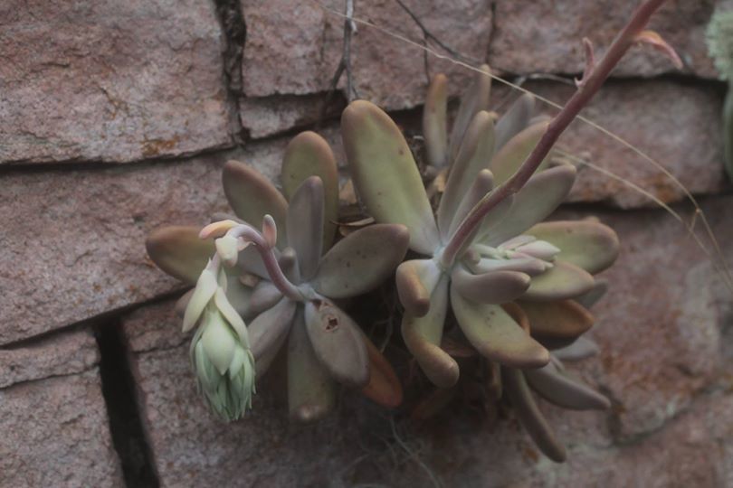 Imagem de Pachyphytum