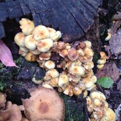 Hypholoma fasciculare