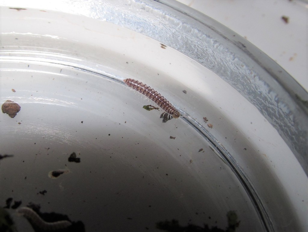Holistophallidae