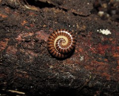 Orthoporus fraternus