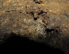 Myrmecodesmus