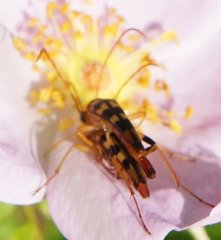 Strangalia luteicornis