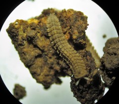 Myrmecodesmus