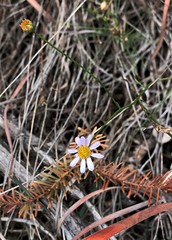Erigeron serpentinus