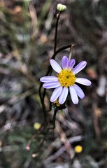 Erigeron serpentinus