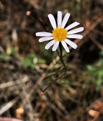 Erigeron serpentinus