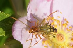Strangalia luteicornis