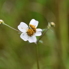 Ochraethes pollinosus