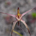 Caladenia × ericksoniae - Photo (c) Cal Wood, some rights reserved (CC BY), uploaded by Cal Wood