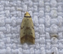 Heteroteucha anthodora