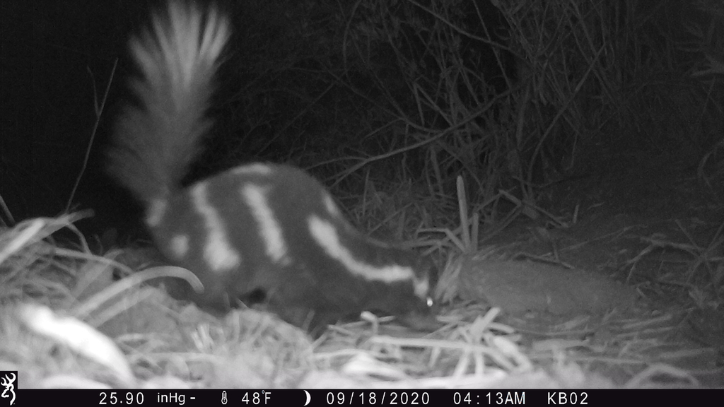 Western Spotted Skunk from Lassen County, CA, USA on September 18, 2020 ...