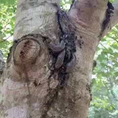 Megapallifera mutabilis