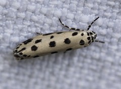 Ethmia sphaerosticha