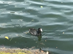 Fulica americana
