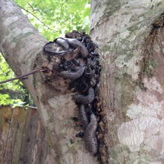 Megapallifera mutabilis