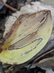 Liriomyza smilacinae