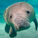 West Indian Manatee - Photo (c) Szecska, some rights reserved (CC BY-NC-SA)