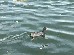 Fulica americana