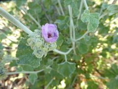 Malacothamnus enigmaticus