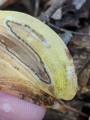 Liriomyza smilacinae