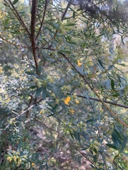Pultenaea flexilis