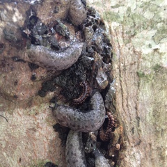 Megapallifera mutabilis