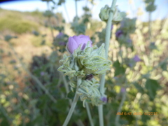 Malacothamnus enigmaticus