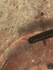 Ommatoiulus moreleti