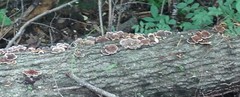 Trametes versicolor